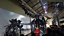 museo p